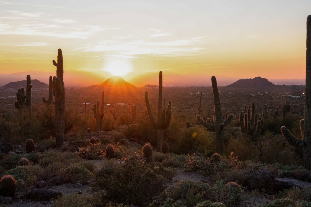 Saguaro cacti silhouetted against a desert sunset