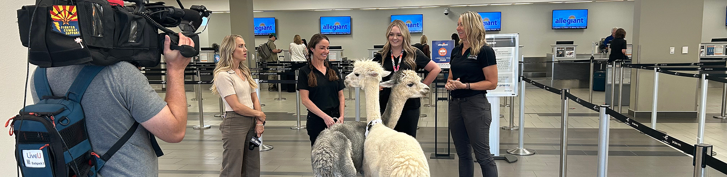 News videographer filming travelers and two alpacas at the airline ticket counter